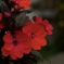 IMGP0897
