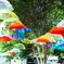 the rainy season umbrella