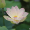 蓮花・白