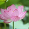 蓮花・ピンク