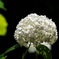 紫陽花（4）