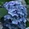 ラッキー紫陽花！？