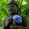 紫陽花と微笑