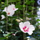ハイビスカスではないと思います。でも何の花でしょうか？