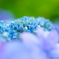 Hydrangea