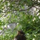 ねこ