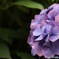 紫陽花