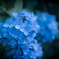 紫陽花