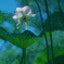 The Lotus In The Water