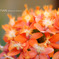 flowers2