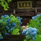 雨上がりの紫陽花