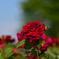 赤い薔薇