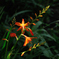 初夏の旬花…４