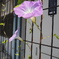 KONICA HEXANON (AR) 21/4