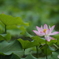 紅一点