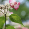 紫陽花 #1