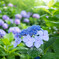 雨の中の紫陽花