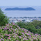 紫陽花と竹島