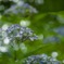 微笑みの紫陽花