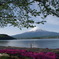 芝桜と富士山