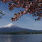 八重桜と富士山