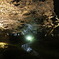 2010　兼六園　桜