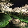 2010　兼六園　桜
