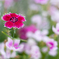なでしこの花