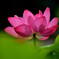 蓮花3