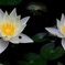 Water lilies
