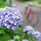 名残りの紫陽花