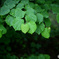  Green after the rain