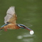 Kingfisher flying with egg (卵殻の殻出し)