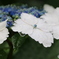 雨