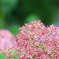 これも紫陽花
