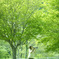 May Green