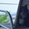 夏と猫