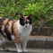 三毛猫