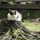 切り株猫