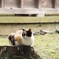 切り株猫２