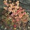 桜色の酢漿草