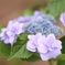 紫陽花