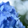 紫陽花