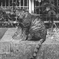 野良猫