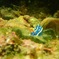 ウミウシ