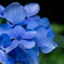 紫陽花