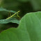 カマキリ