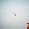 sea gull