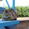 佐久島の猫4