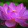 蓮の花咲く頃　1　